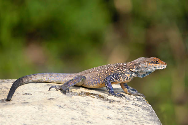 istock A basking agamid lizard, Photographed in Dharamshala, Himachal Pradesh. 2184331612