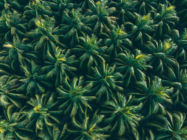 istock Aerial view of king coconut trees farm 2184332621