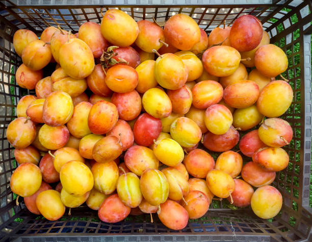 plumfruit at grocery shop at glasgow scotland england UK