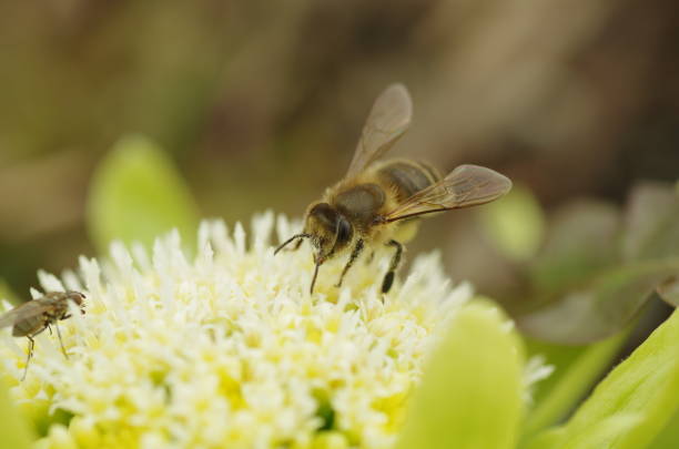 Honey bee on a Japanese butterbur flower.