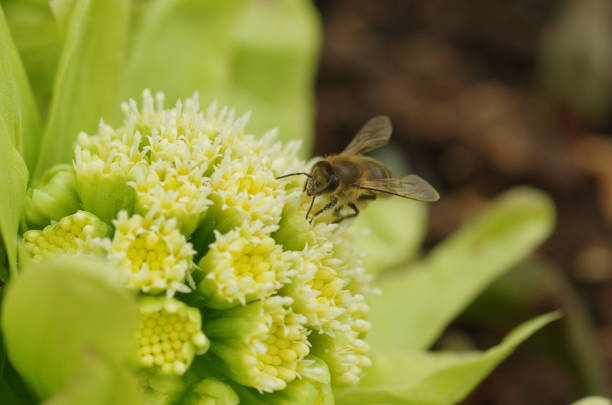 Honey bee on a Japanese butterbur flower.
