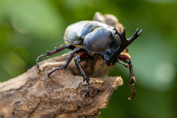 istock Allomyrina dichotoma (Japanese rhinoceros beetle) 2184334538