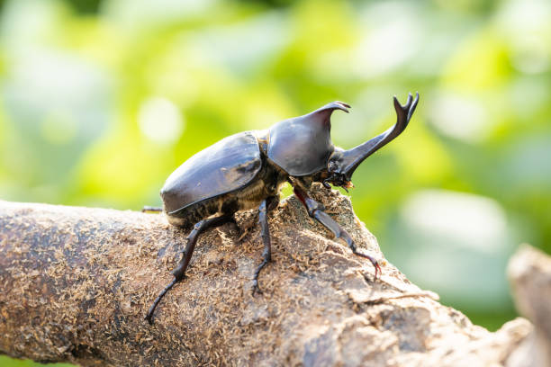 istock Allomyrina dichotoma (Japanese rhinoceros beetle) 2184334574