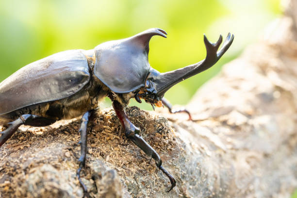 istock Allomyrina dichotoma (Japanese rhinoceros beetle) 2184334594