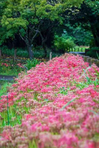 istock cluster of red spider lilies 2184334616