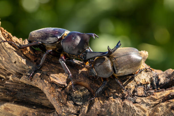 istock Allomyrina dichotoma (Japanese rhinoceros beetle) 2184334742