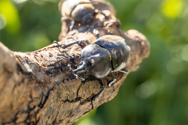 istock Allomyrina dichotoma (Japanese rhinoceros beetle) 2184334830
