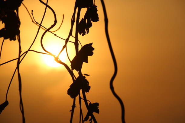 Tree silhouette sunset over trees on the hill in hot summer evening beautiful sunset background.