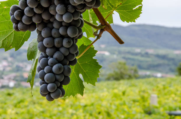 istock Vigneti e grappoli di uva rossa nelle colline di toscana e veneto 2184344493
