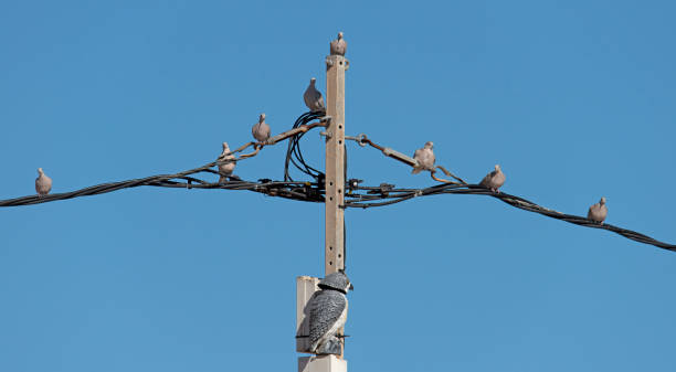 pigeons sit on an electric cable together with a fake plastic owl in benidorm town  in spain