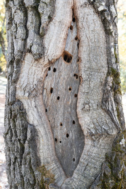 istock A tree trunk pierced by woodpeckers. 2184347382