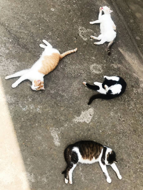 istock Four relaxed cats lying on a sunlit concrete pavement 2184350159