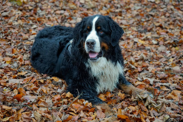 istock Bernese Mountain Dog lying down on autumn leaves 2184350164