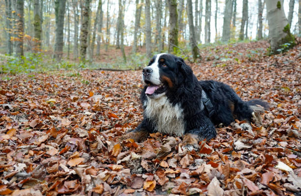 istock Bernese Mountain Dog in the forest,  lying  down on fallen leaves 2184350173
