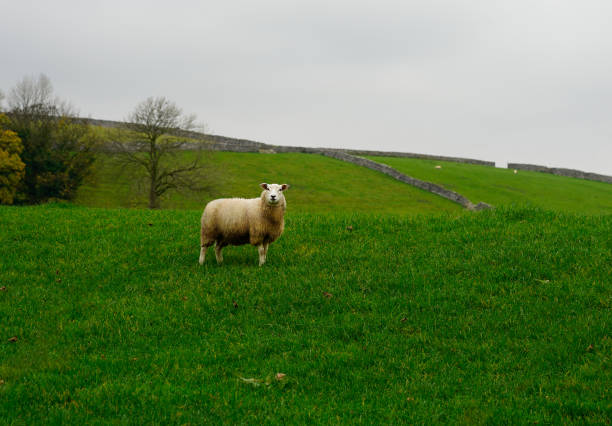 Green fields in early November, Yorkshire Dales National Park
