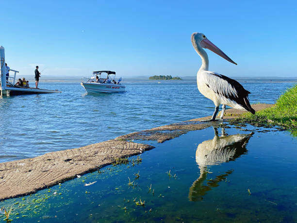 This image captures a serene waterfront scene featuring a pelican perched near the water's edge, with boats and people in the background. The bright, sunny day and reflective water highlight the beauty of coastal life, evoking a sense of calm and connection with nature.