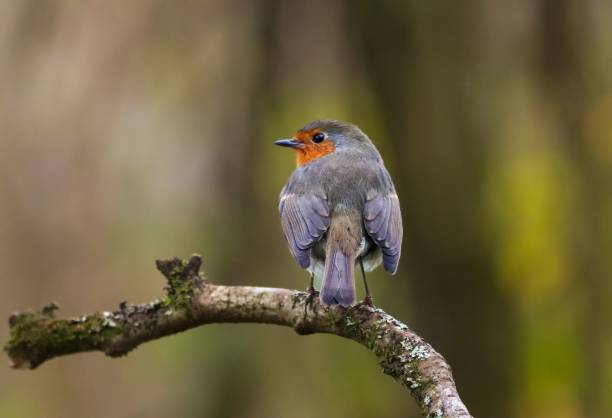 istock European Robin on Mossy Branch 2184351602