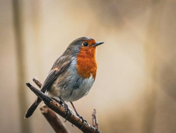 istock European Robin on Branch 2184351603