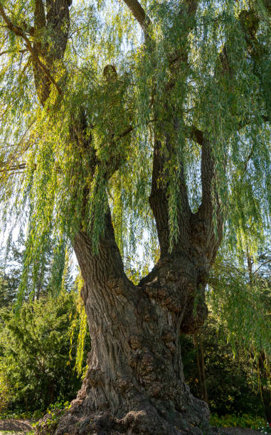 istock Tall trees in the park with blue sky 2184352720