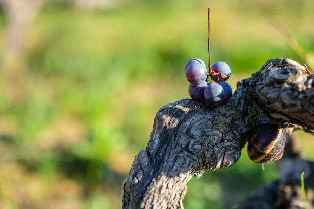 Vineyard after Grape Harvest in Sunny Day. Vine, Grapes, and Snail.