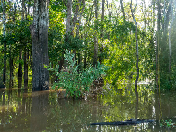 Amazon river landscape near the community of Anama. Anama is located about 130 km west of Manaus on the Amazon.