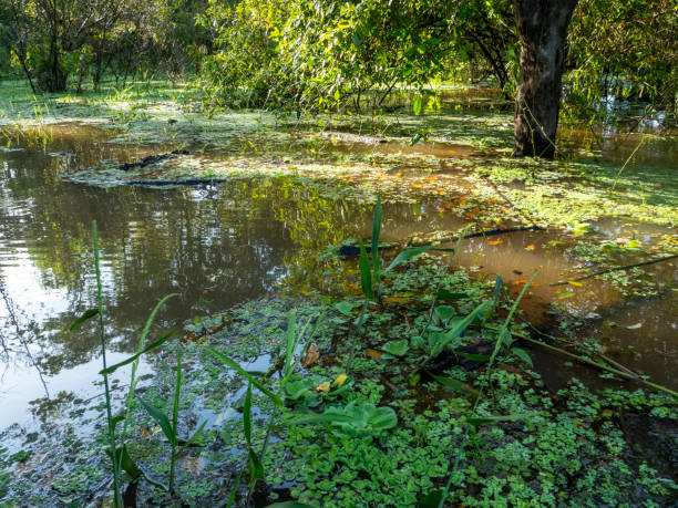 Amazon river landscape near the community of Anama. Anama is located about 130 km west of Manaus on the Amazon.