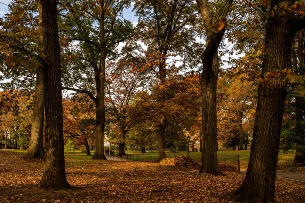 istock Scenic autumn park landscape with tall trees. 2184354763