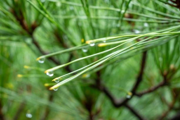 This macro image features fresh pine needles adorned with crystalline raindrops. The photo captures the beauty of nature, with each droplet catching the light and creating a shimmering effect. The gentle green colors emphasize the natural atmosphere and freshness.