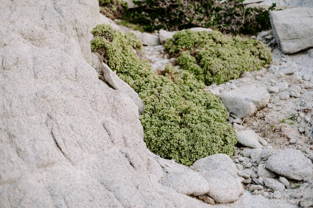 istock Plants Growing on Rocky Beach, Cabo San Lucas, Mexico 2184356723