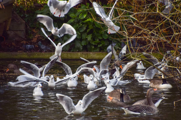 A flock of seagulls in a park in UK