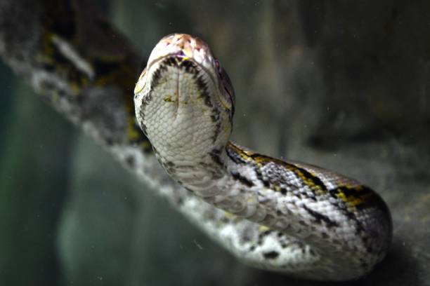 Yellow Python Animal 220+ Yellow Python Stock Photos, Pictures & Royalty-Free Images - iStock