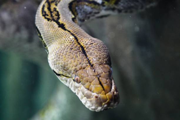 Yellow Python 4k 220+ Yellow Python Stock Photos, Pictures & Royalty-Free Images - iStock