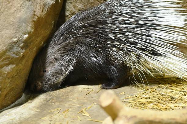 African Porcupine spines closeup