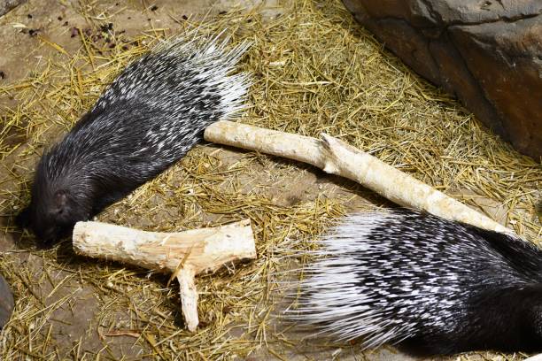 Porcupine