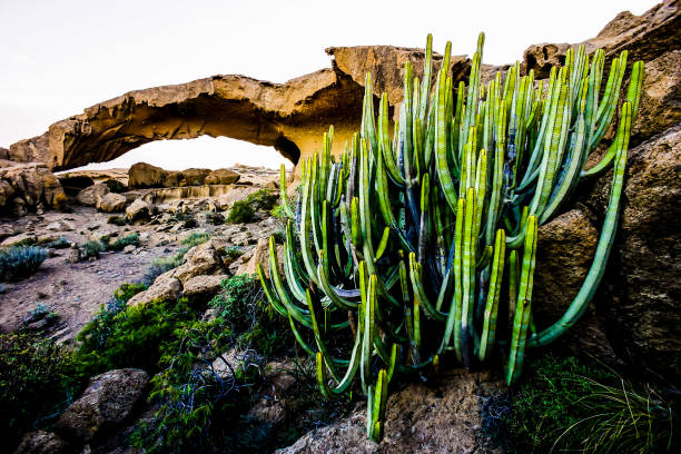 istock A group of cacti growing on a rocky hillside 2184360530