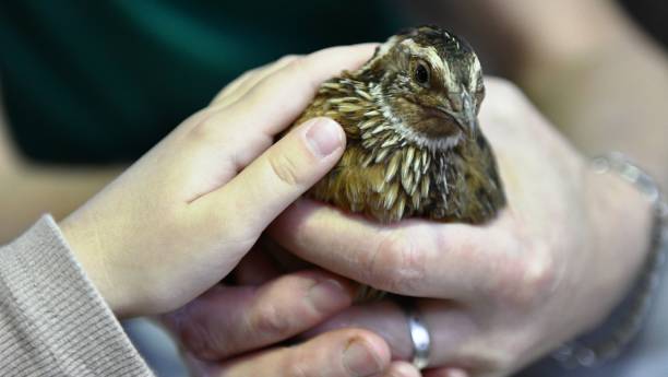 istock bird in the hands of man 2184361161