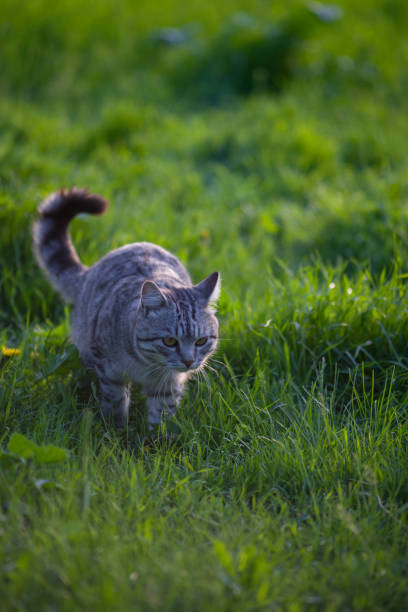 istock gray tabby forest cat in natural habitat in green grass 2184362788