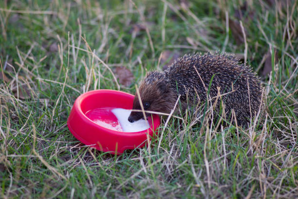 istock wild hedgehog drinks milk from a bowl on a background of green grass 2184362893