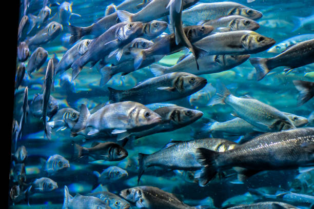 A large group of fish swimming in a tank. The fish are of various sizes and colors, and they are all swimming together in a coordinated manner. Concept of harmony and unity among the fish
