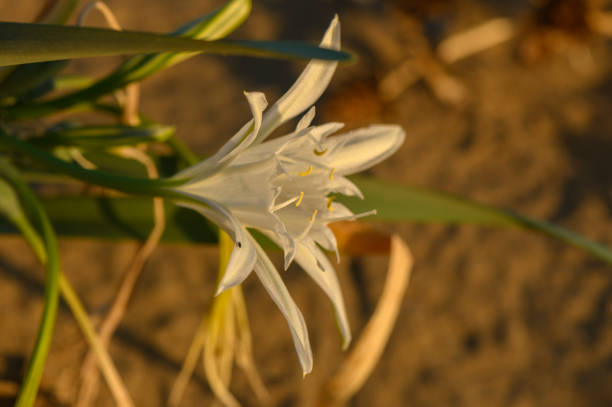 A stunning white blossom emerges from sandy terrain, capturing the golden light of sunset in a serene coastal setting.