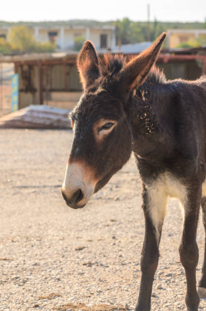 A gentle donkey wanders the farmyard, enjoying the warm sunlight on its back as evening approaches.