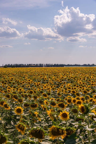 Sunflower fields on the outskirts of Avignon, France