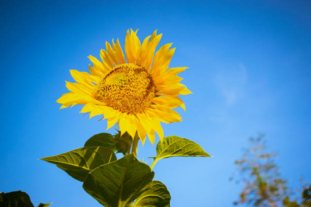 Sunflower on a sunny day on agriculture field on sky background