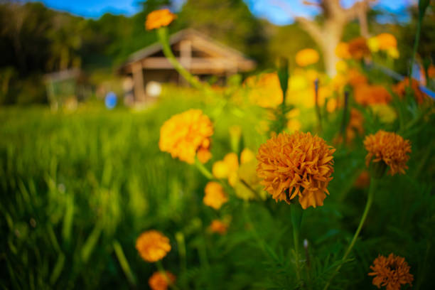 Marigolds in the garden glow with a vibrant, golden hue in the afternoon sunlight, adding a cheerful and warm touch to the landscape.