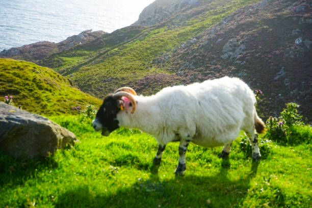 istock Landscapes in County Donegal Ireland 2184369962