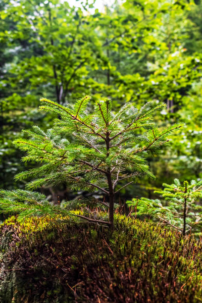istock Macro  - Forest - Europe, Romania, Suceava region 2184371478