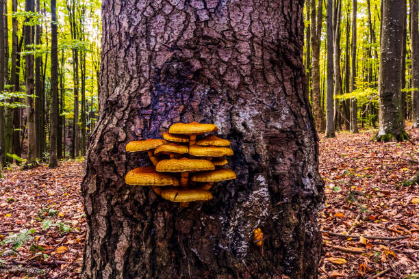 Macro  - Forest - Europe, Romania, Suceava region