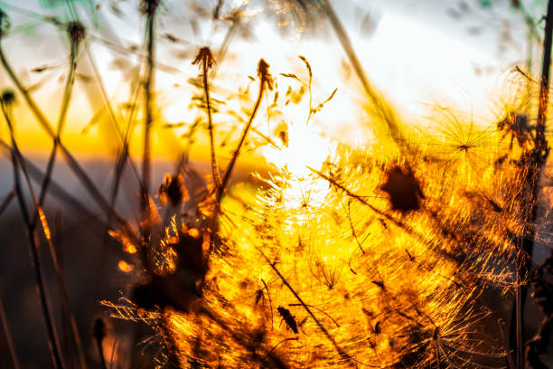 Macro  - Forest - Europe, Romania, Suceava region
