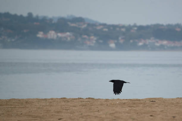 A black raven flies low over the sea beach