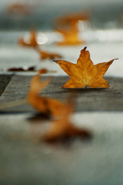 Yellow autumn leaves lie in perspective on the sidewalk
